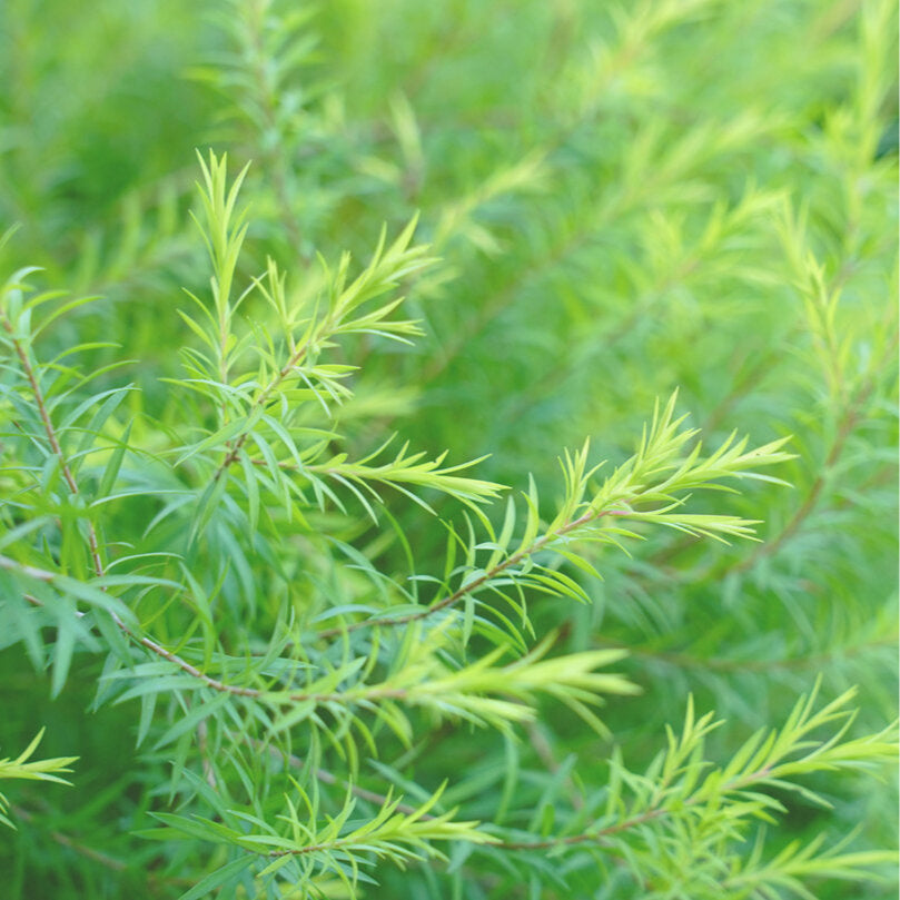 Tea Tree Oil 12ml
