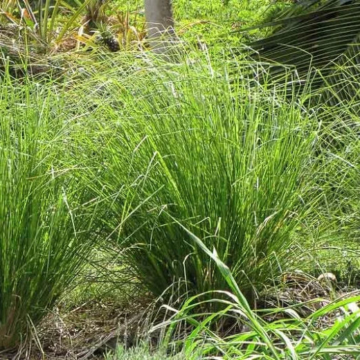 Vetiver Oil 5ml